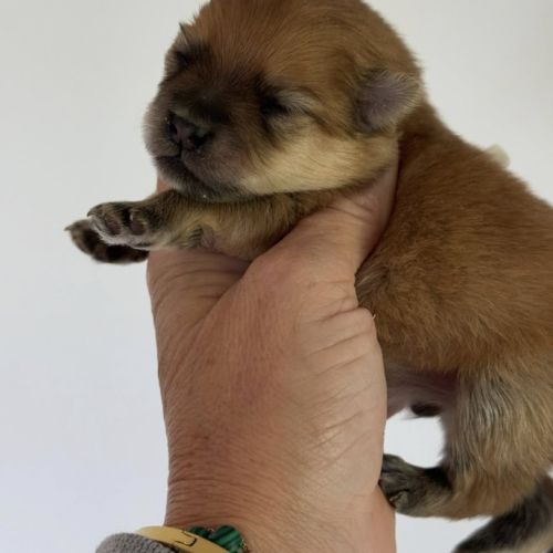 Spitz nain poméranien lof type ourson 🧸 #1