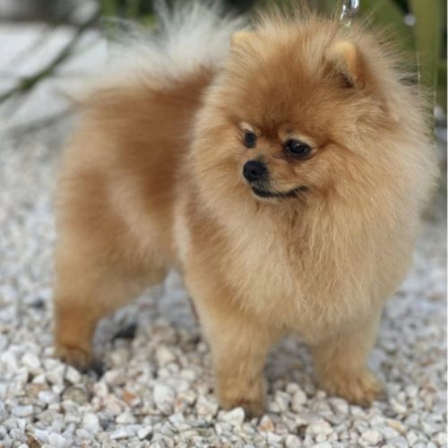 Spitz nain poméranien lof type ourson 🧸 #2