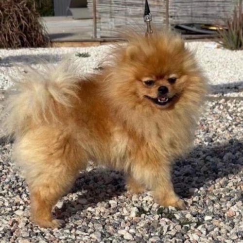 Spitz nain poméranien lof type ourson 🧸 #3