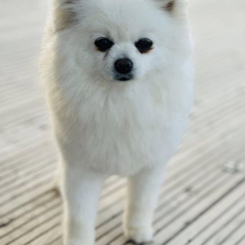 Spitz nain poméranien lof type ourson 🧸 #0