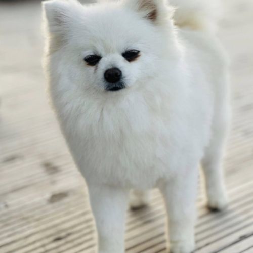 Spitz nain poméranien lof type ourson 🧸 #5