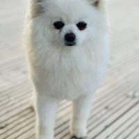 Spitz nain poméranien lof type ourson 🧸