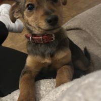 À adopter – adorable chiot femelle, 3-4 mois