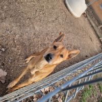 Chien ernest à l adoption