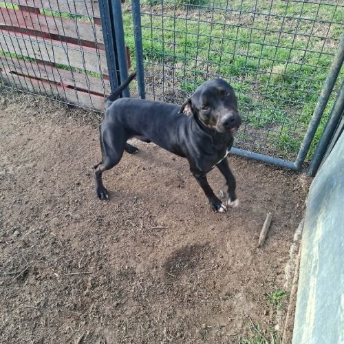 Chien ritchy à l adoption