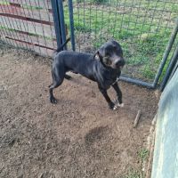 Chien ritchy à l adoption