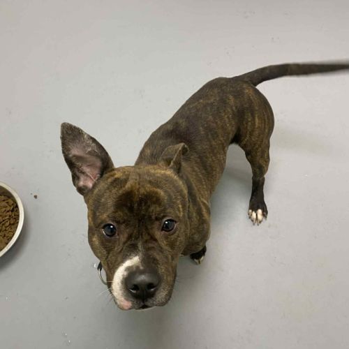 Chien zack à l adoption