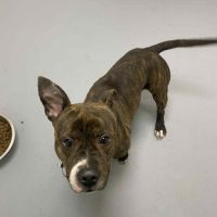 Chien zack à l adoption