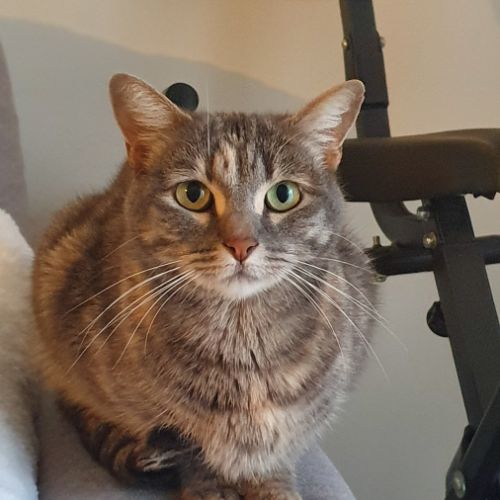 Femelle européenne à donner #0