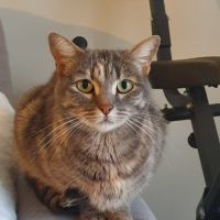 Femelle européenne à donner