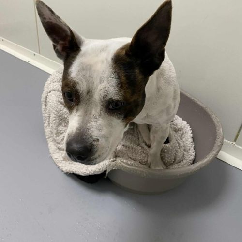 Chien sakura à l adoption