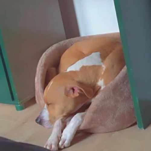 Chien omega à l adoption