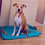 Chien omega à l adoption #2