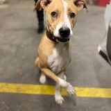 Chien omega à l adoption #3