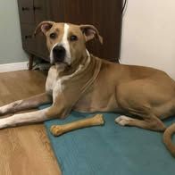 Chien omega à l adoption #5