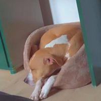 Chien omega à l adoption #0