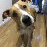 Chien omega à l adoption #4