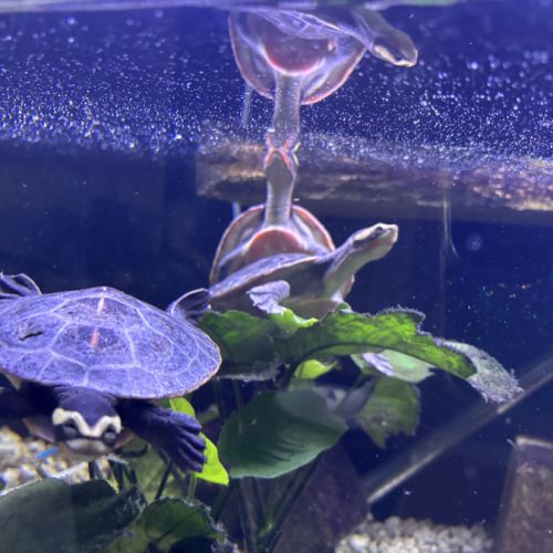 Tortue emydura subglobosa