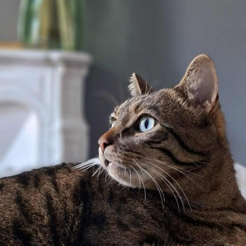 Oliver : colocataire en or cherche sa famille #1