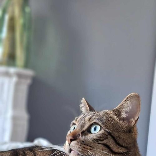 Oliver : colocataire en or cherche sa famille #5