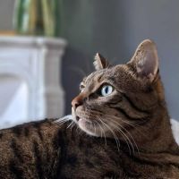 Oliver : colocataire en or cherche sa famille #1