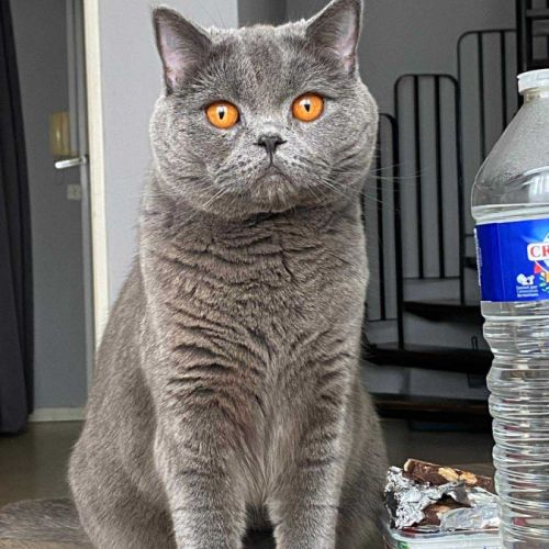 Yuki beauté au flegme anglais #0