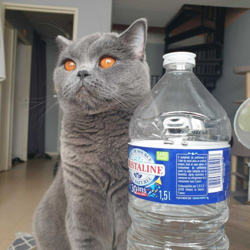 Yuki beauté au flegme anglais #3