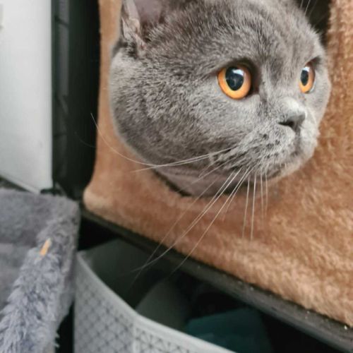 Yuki beauté au flegme anglais #4