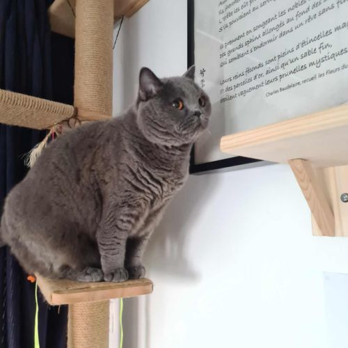 Yuki beauté au flegme anglais #6