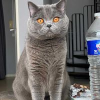 Yuki beauté au flegme anglais