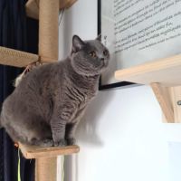 Yuki beauté au flegme anglais #6