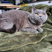 Yuki beauté au flegme anglais #7