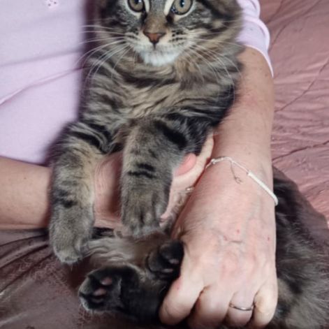 Chaton maine coon loof #1