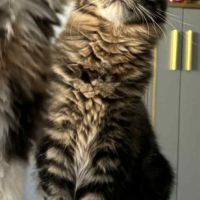 Chaton maine coon loof