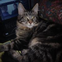 Chaton maine coon loof #2