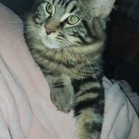 Chaton maine coon loof #3