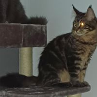 Chaton maine coon loof #4