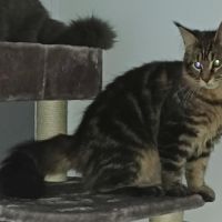 Chaton maine coon loof