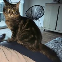 Chaton maine coon loof #6