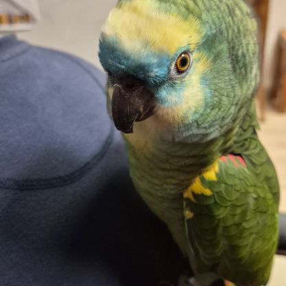 Amazone a front bleu