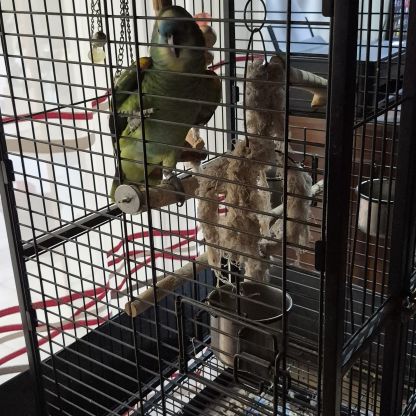 Amazone a front bleu #3