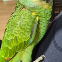 Amazone a front bleu #1