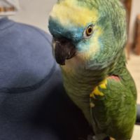 Amazone a front bleu #0