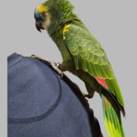 Amazone a front bleu #4