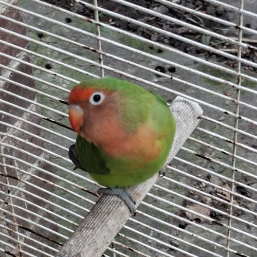 Femelle roseicollis #1