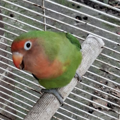 Femelle roseicollis #3