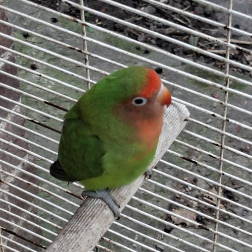 Femelle roseicollis #4