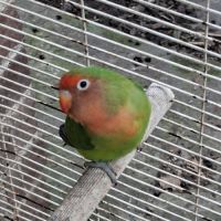 Femelle roseicollis #1