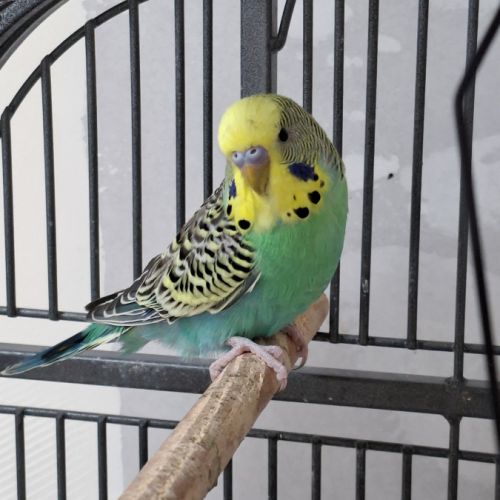 Perruches mâles et femelles