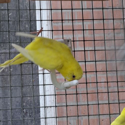 Perruches mâles et femelles #4